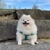 misopom
